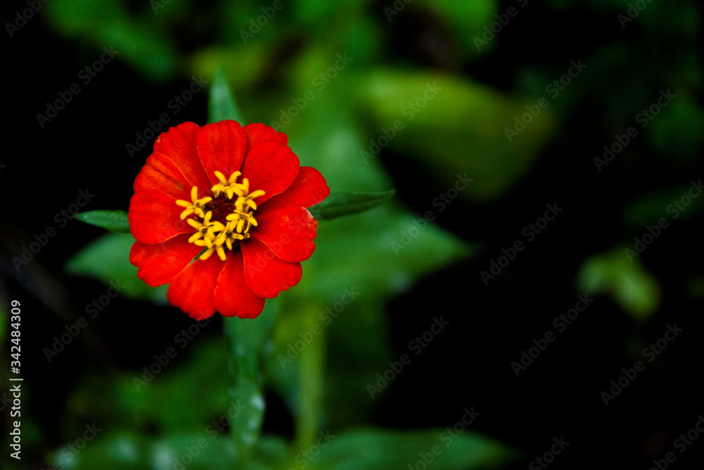 red flower in the garden red flower in the garden
