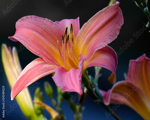 Pink lily bud