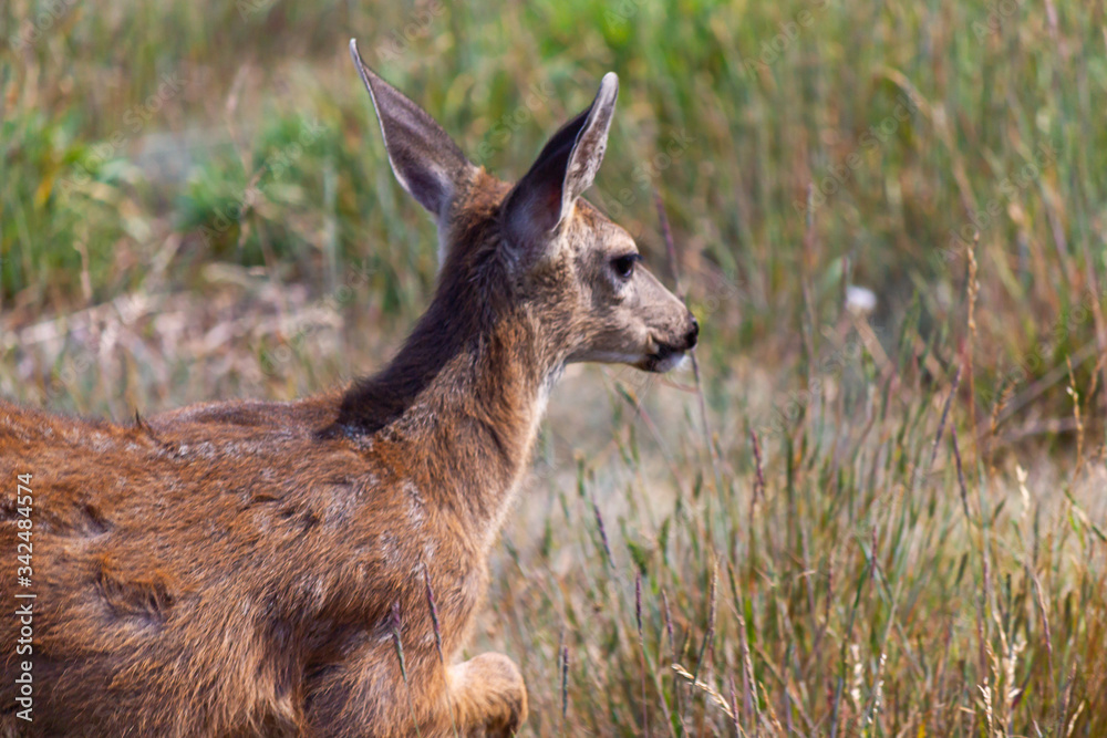 Fototapeta premium young female deer grazing and resting in meadow and wildflowers