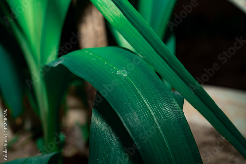 Green plant details. Dark moody tones for background. Close-up macro photography.