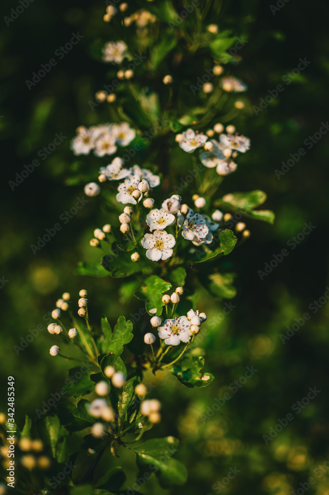 spring flowers in the forest spring flowers in the forest