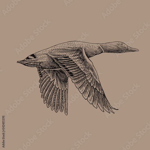 Fényképezés flying mallard duck detailed drawing