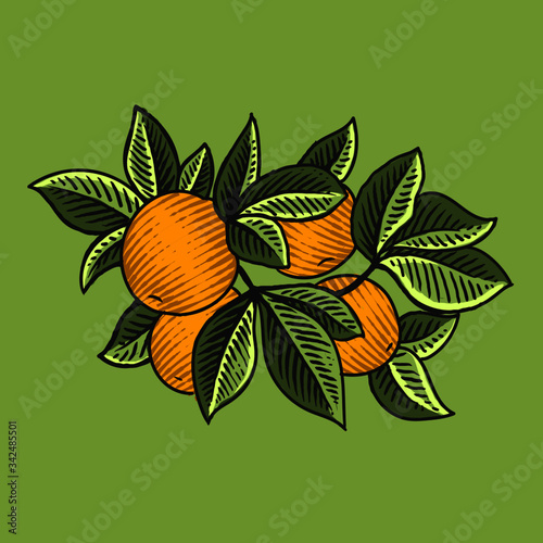 lomon fruit with leaf drawing 