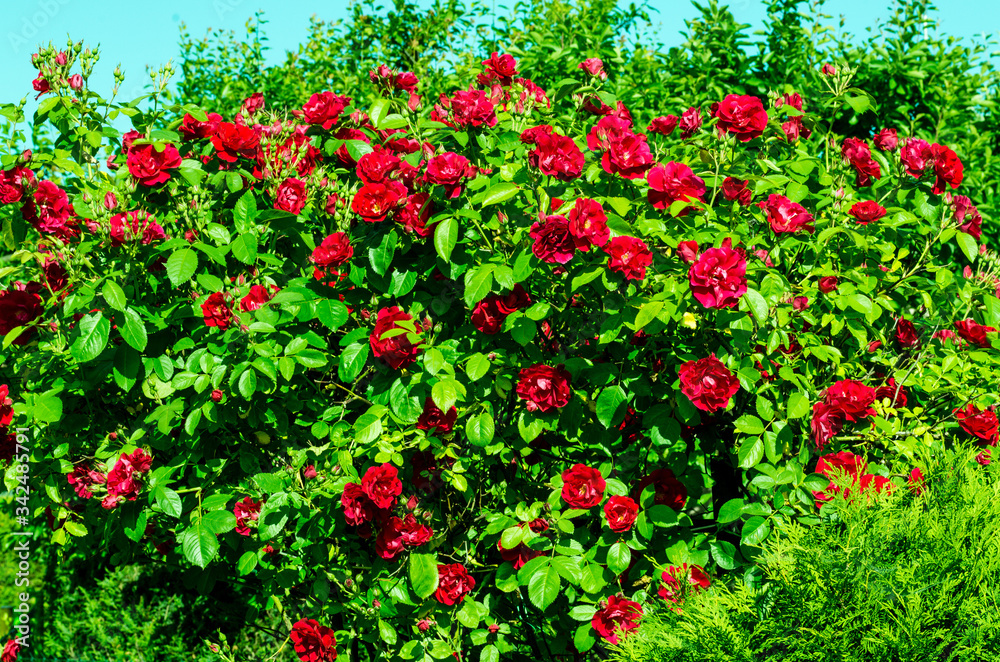 large bush of blooming red rose growing in the garden in the summer sun close-up full frame