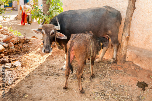 Indian brown Cow suckles calf in small Indian village. 
