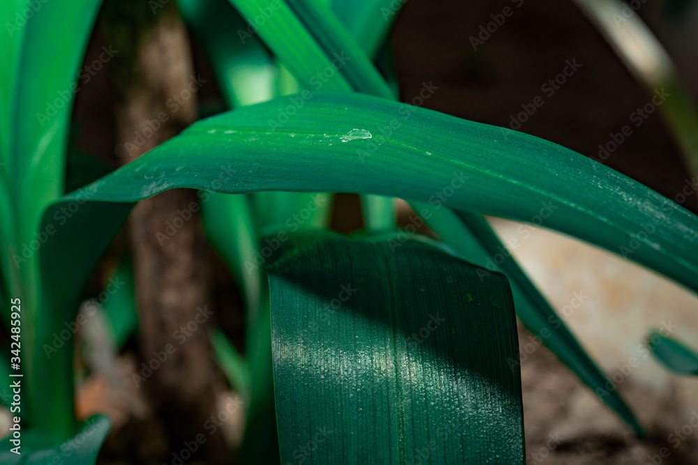Green plant details. Dark moody tones for background. Close-up macro photography. Green plant details. Dark moody tones for background. Close-up macro photography.