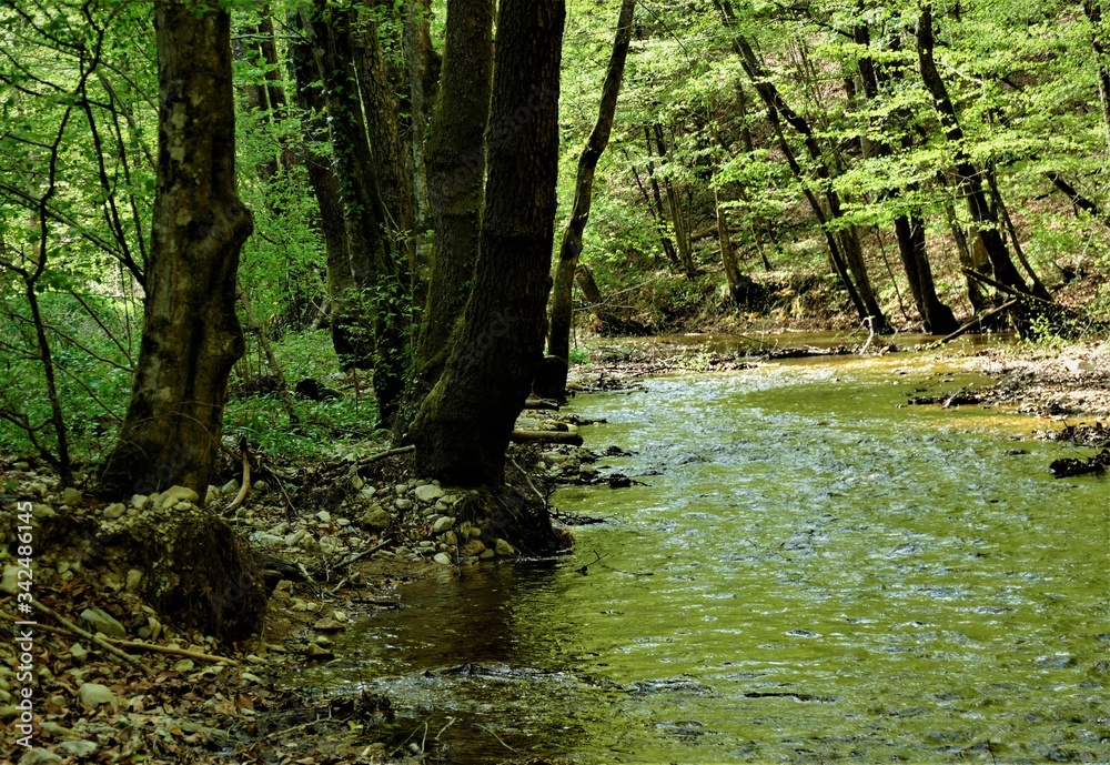 Deep green forest and little creek