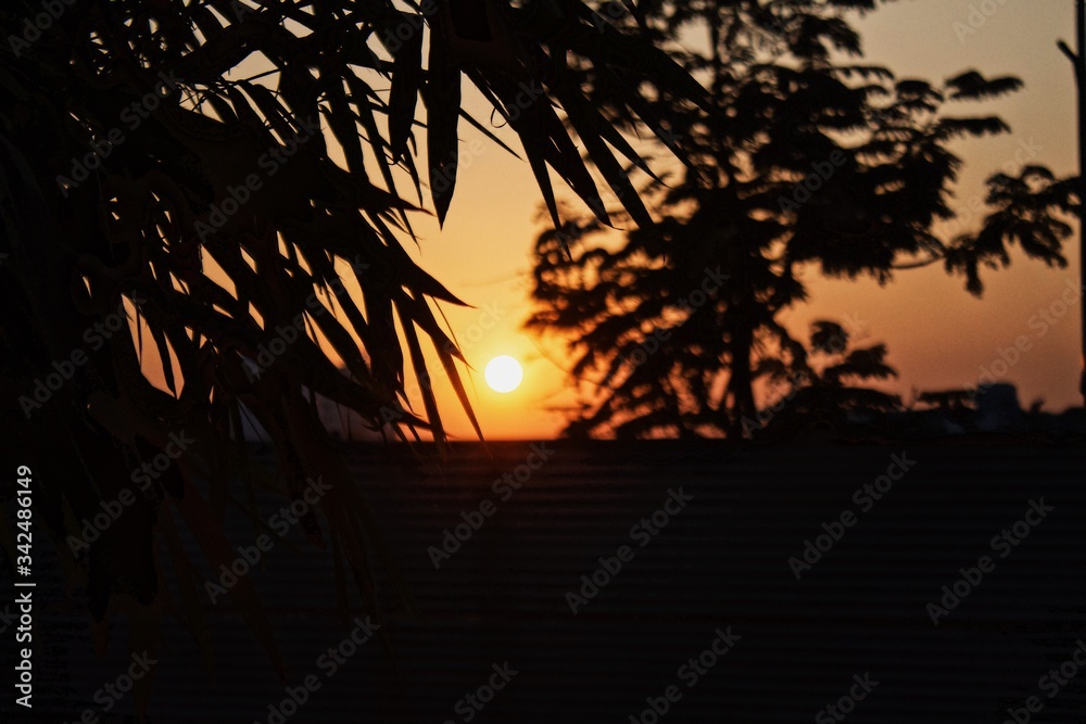 Obraz premium Silhouette of trees on sunset