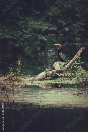 Snake bird looking for fish on a lake © Sasikumar