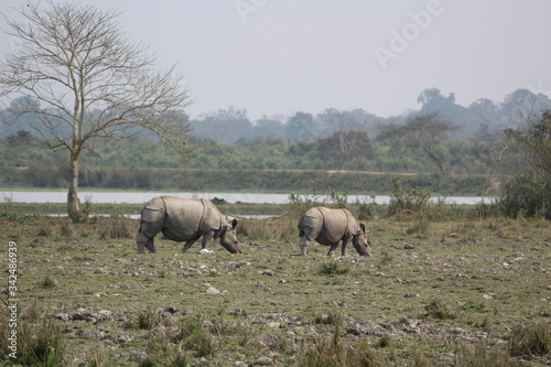 one horn rhino of assam © AUTRI