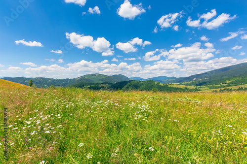 Obraz na płótnie summer scenery of mountainous countryside. alpine hay fields with wild herbs on rolling hills at high noon. forested mountain ridge in the distance beneath a blue sky with fluffy clouds. nature beauty w salonie