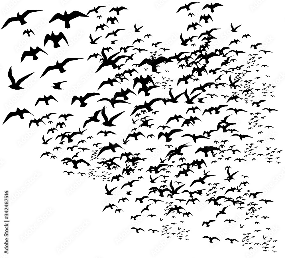 flock of birds graphic design vector art flock of birds graphic design vector art