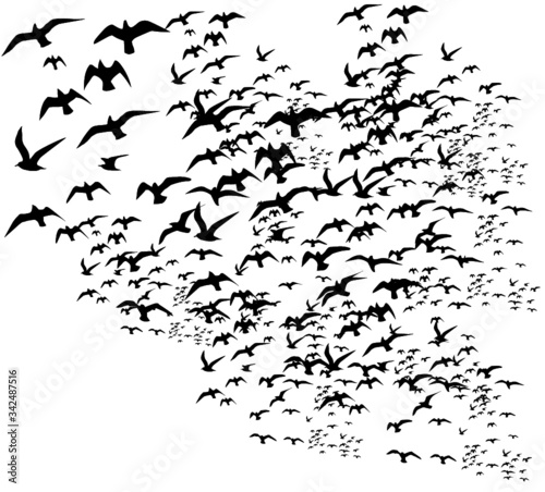 flock of birds graphic design vector art