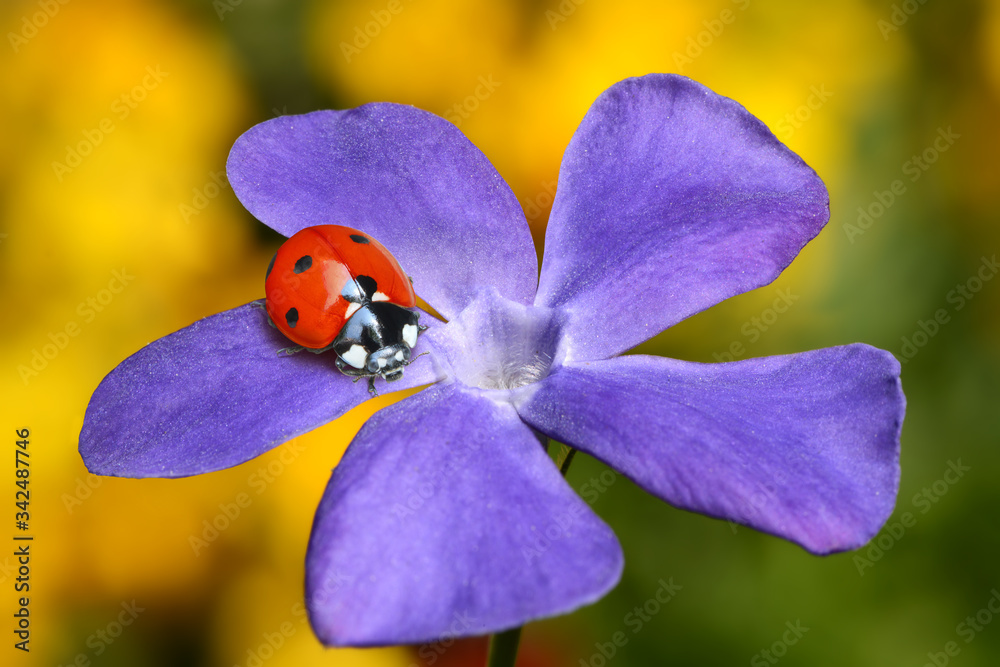 Fototapeta premium Marienkäfer 166