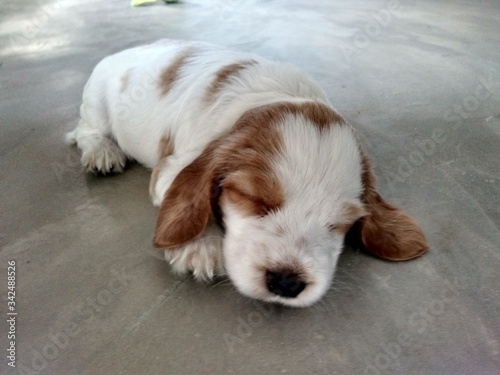 Fototapeta Naklejka Na Ścianę i Meble -  beagle dog sleeping