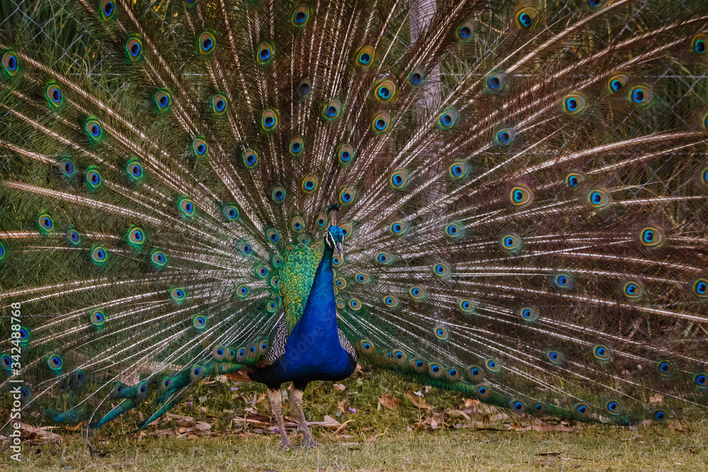 Obraz premium Pavo Real