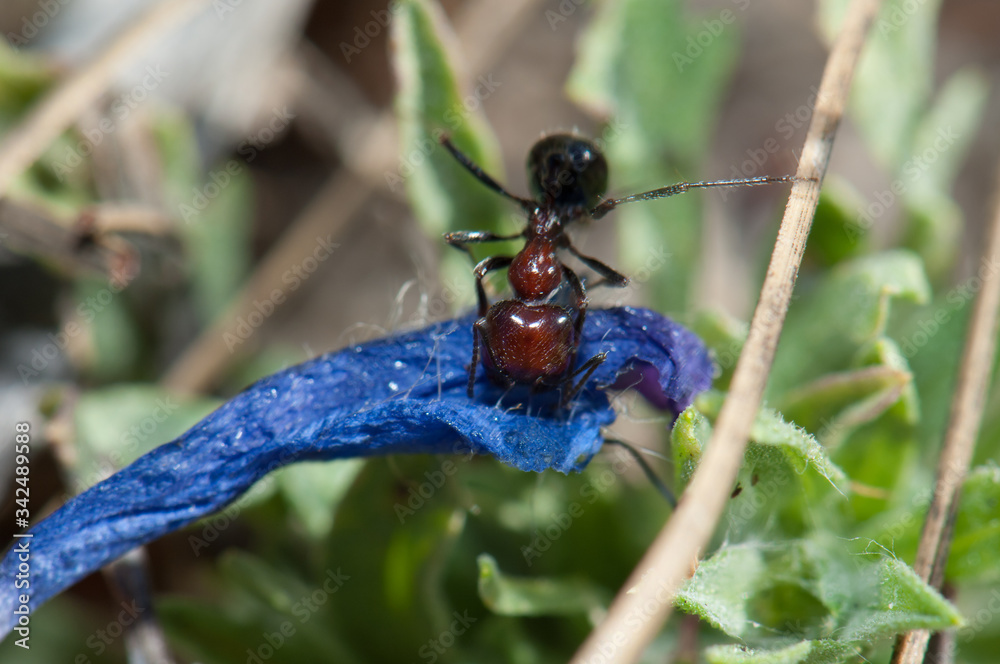 Ant Messor minor maurus carrying a flower of purple viper's bugloss Echium plantagineum. Reserve of Inagua. Gran Canaria. Canary Islands. Spain. Ant Messor minor maurus carrying a flower of purple viper's bugloss Echium plantagineum. Reserve of Inagua. Gran Canaria. Canary Islands. Spain.