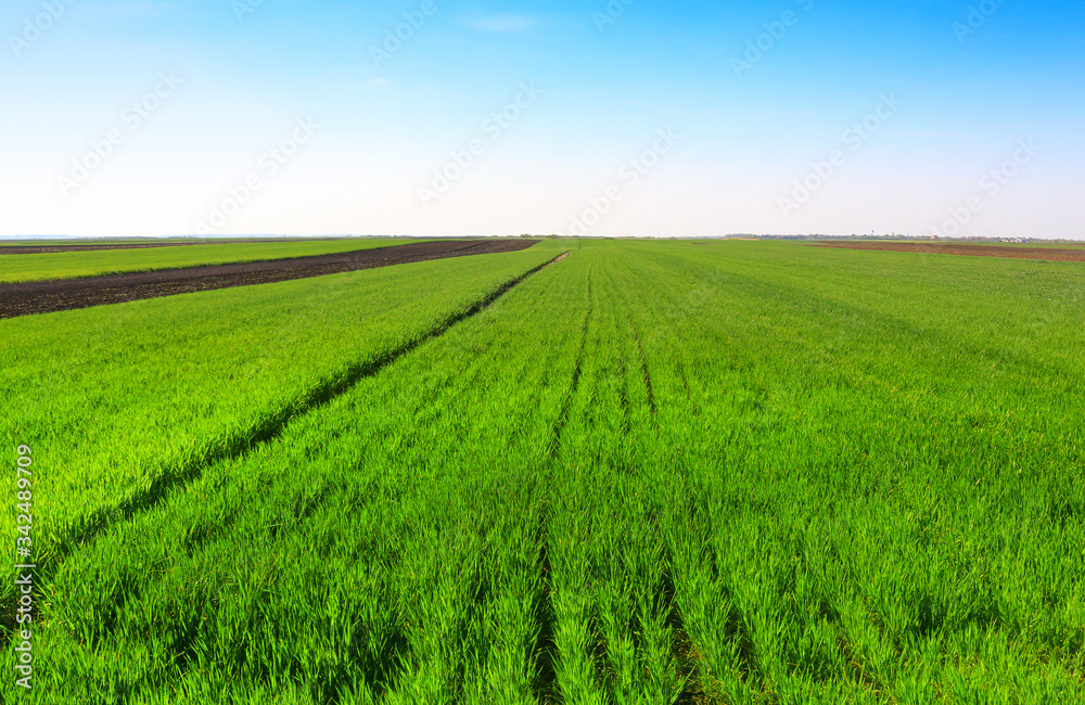 green wheat field against a blue sky