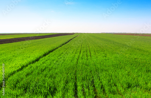 green wheat field against a blue sky