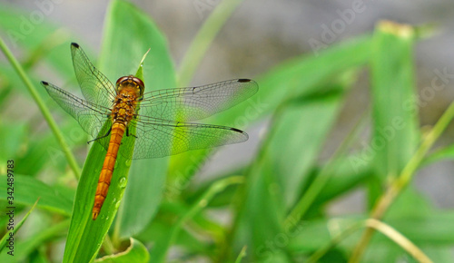 dragonfly on grass