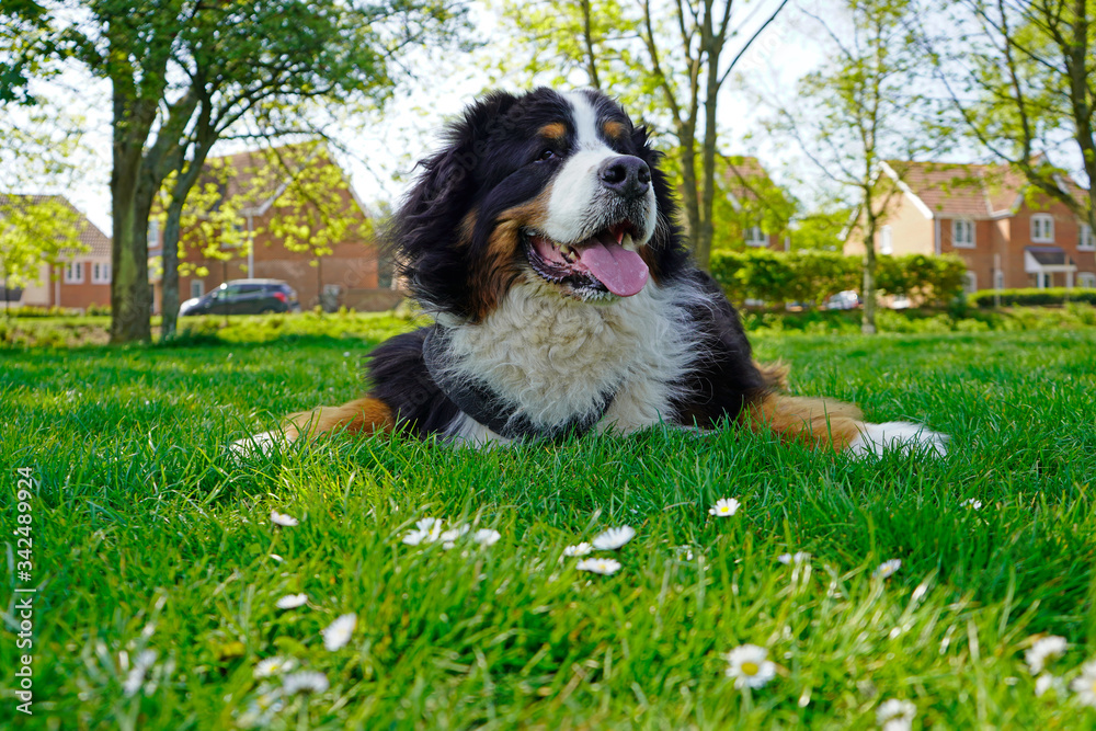Bernese Mountain Dog lying down on the green grass at the dog friendly park 