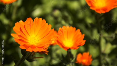 calendula