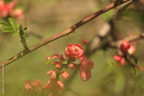 wiosenna przyroda