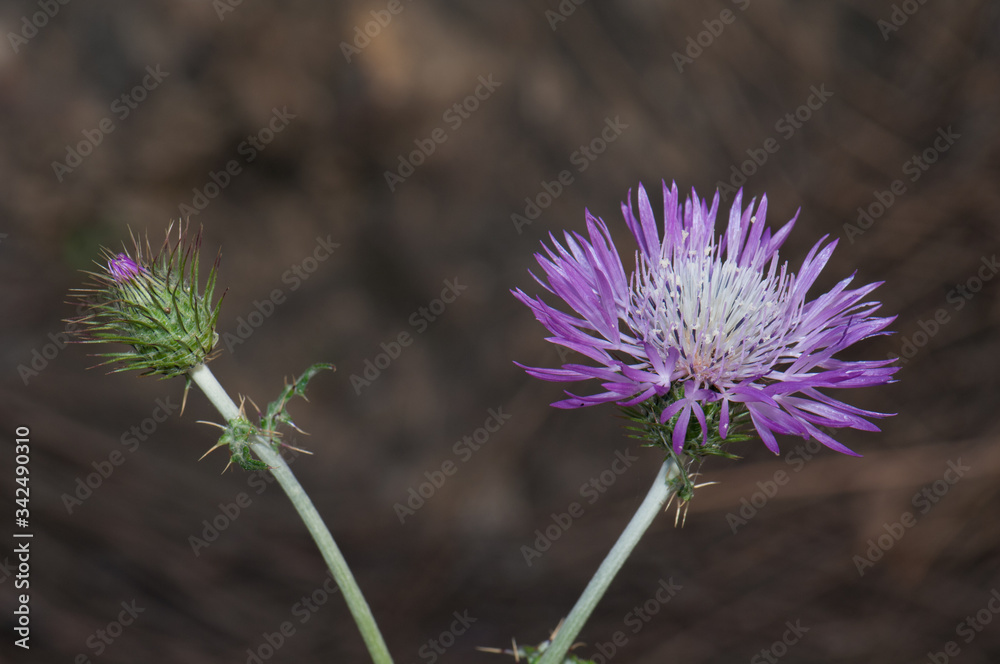 Bud and flowerhead of purple milk thistle Galactites tomentosa. Pajonales. Integral Natural Reserve of Inagua. Tejeda. Gran Canaria. Canary Islands. Spain. Bud and flowerhead of purple milk thistle Galactites tomentosa. Pajonales. Integral Natural Reserve of Inagua. Tejeda. Gran Canaria. Canary Islands. Spain.