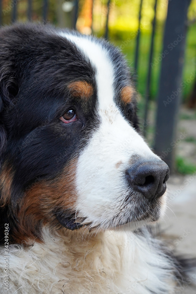 A close up portrait of Bernese Mountain Dog taken outdoors 