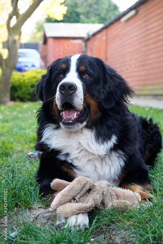 Happy Bernese Mountain Dog lying on the grass in the back yard, toy next to him 