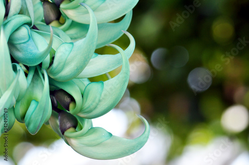 blue hyacinth on green background