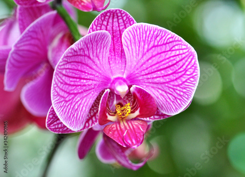 pink orchid on green background
