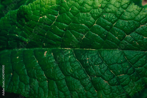 Green plant details. Dark moody tones for background. Close-up macro photography.