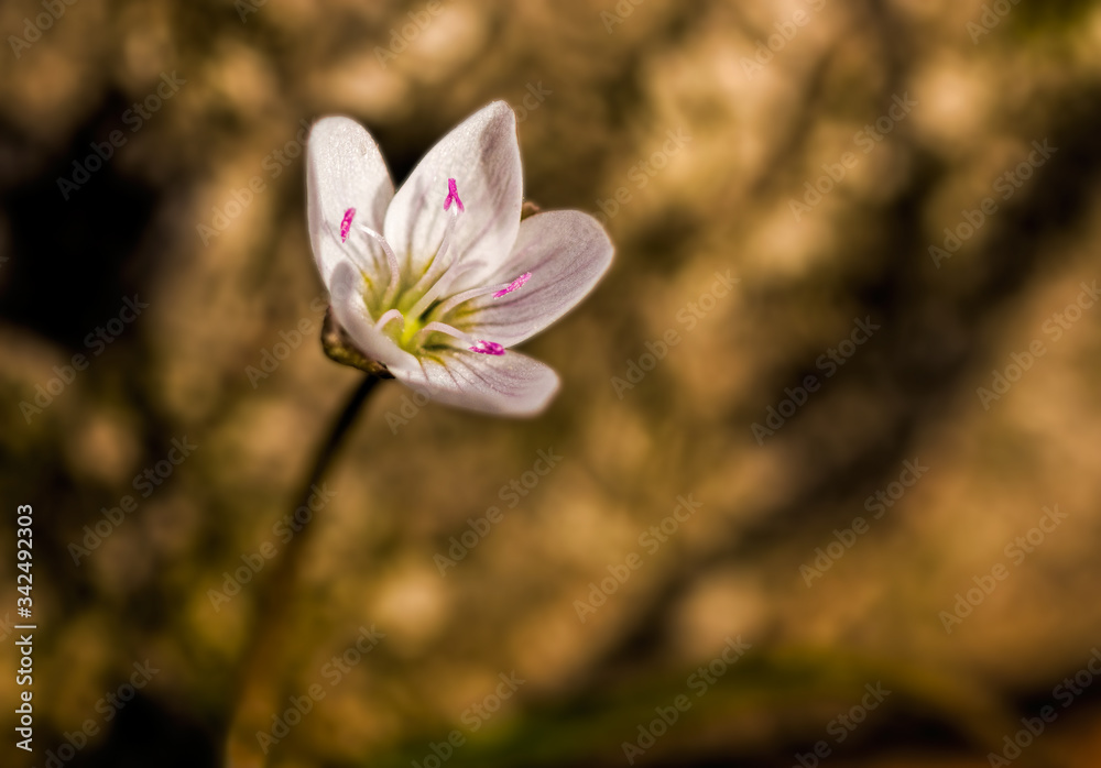 Spring Beauty Wildflower