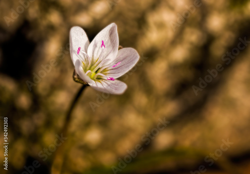 Spring Beauty Wildflower