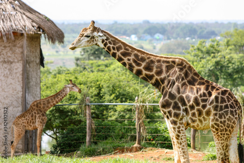 Duas girafas no zoológico, com foco na primeira e desfoque na segunda. photo