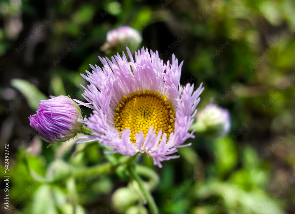Obraz premium Pink Aster Wildflower