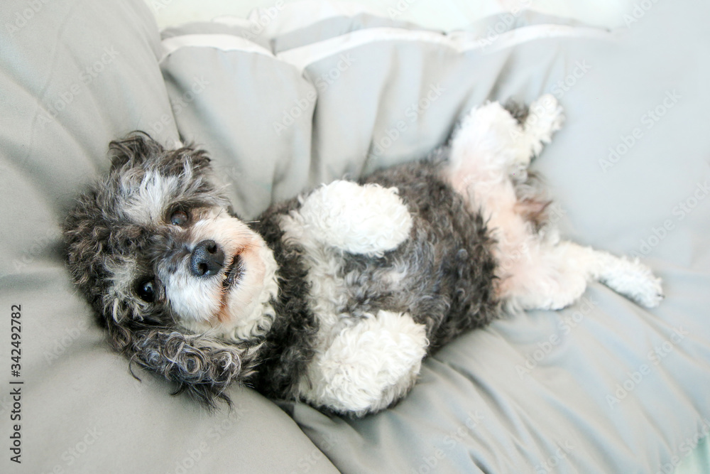 The elderly croosbreed of the poodle and shi tzu is lying in the bed on the duvet and looking cute and happy. The elderly croosbreed of the poodle and shi tzu is lying in the bed on the duvet and looking cute and happy.