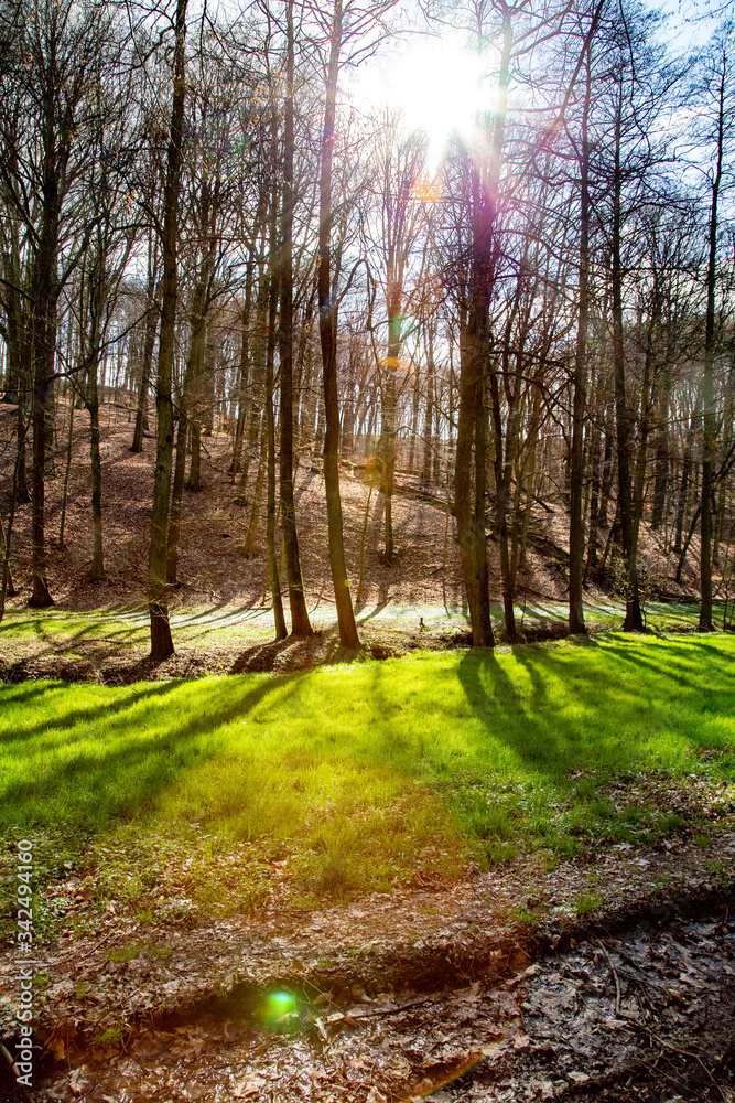 Obraz premium frühlingslicht
