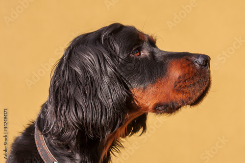 Gordonsetr - Gordon setter - his head from the side on