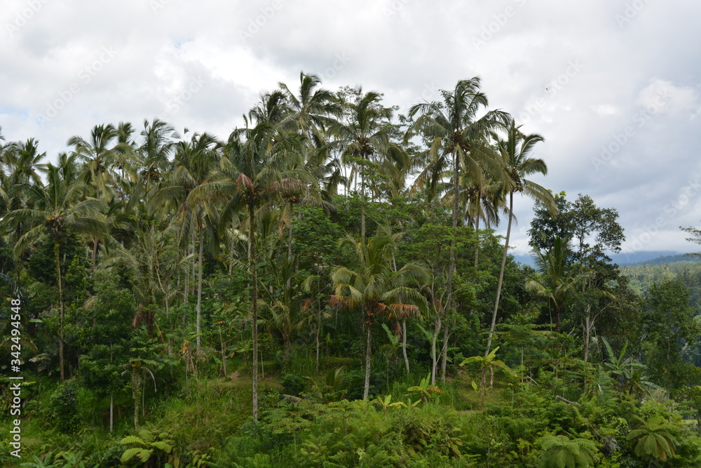 Reisfelder, Bali, Jatiluwih, Tegalalang, Sidemen, Vulkan, Agung, Lake, Berge, Mountain, Danaur, Batur 