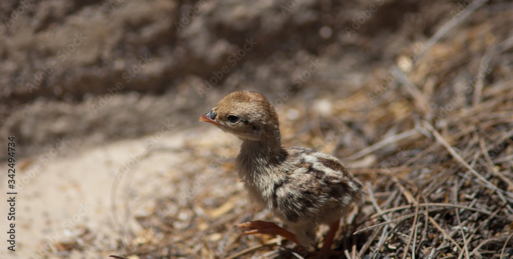 Chick of red-legged partridge Alectoris rufa. Cruz de Pajonales. The Nublo Rural Park. Tejeda. Gran Canaria. Canary Islands. Spain. Chick of red-legged partridge Alectoris rufa. Cruz de Pajonales. The Nublo Rural Park. Tejeda. Gran Canaria. Canary Islands. Spain.