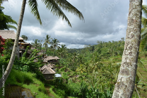 Reisfelder  Bali  Jatiluwih  Tegalalang  Sidemen  