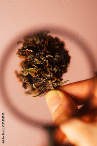 Cannabis buds through magnifier glass. Vertical orientation. CBD oil. Medical marijuana 