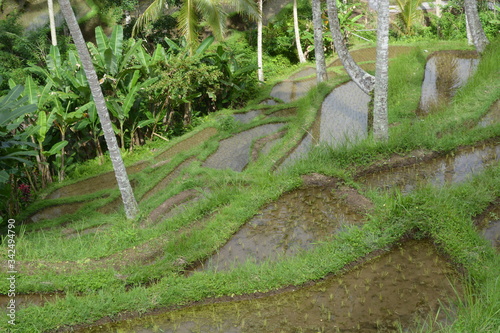 Reisfelder, Bali, Jatiluwih, Tegalalang, Sidemen, 