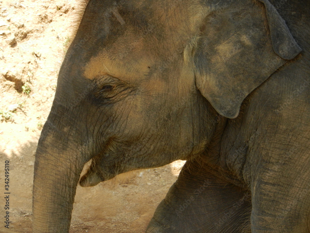 Fototapeta premium Baby, Elefant, Phuket, Thailand