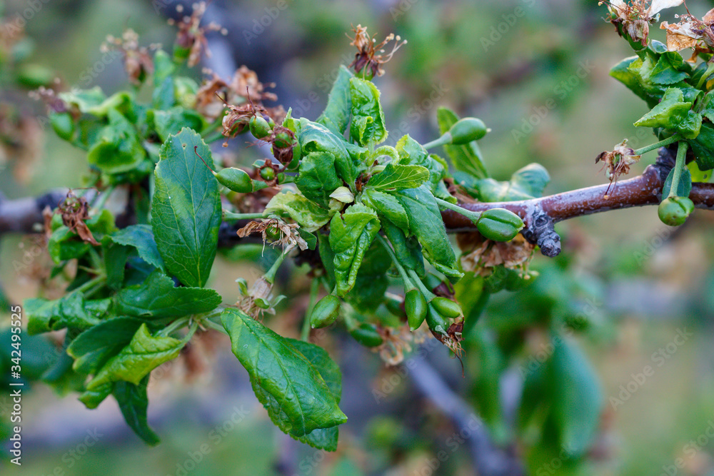Plum Branch With Wrinkled Leaves Affected by Disease