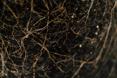 Plant roots in ground texture. Agriculture concept  photo