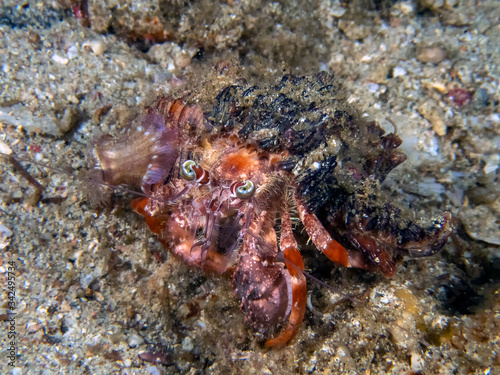 Anemone Hermit Crab  Dardanus pedunculatus 