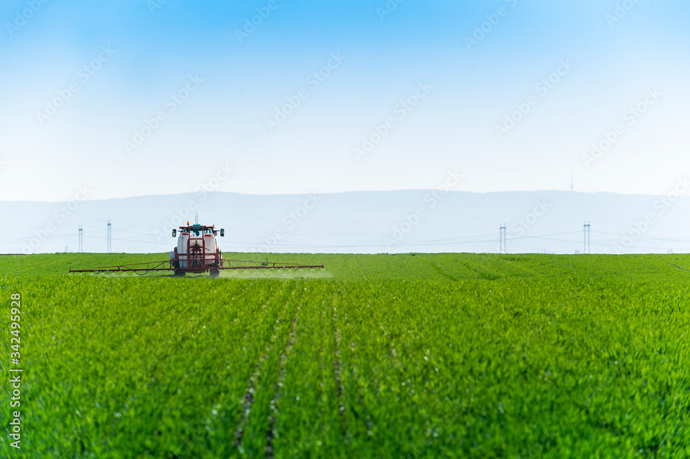 Fototapeta premium Tractor spraying wheat in field